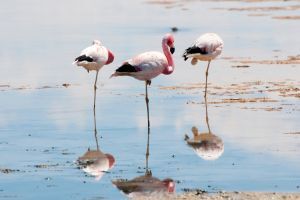 Flamingos at Chaxa lagoon