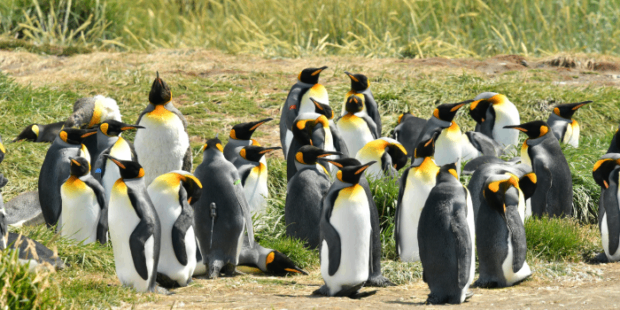 King Penguins In The Bay BahÍa InÚtil