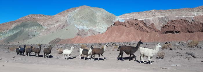 Alpacas rainbow valley