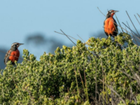 Maipo River Wetland