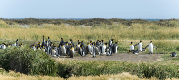 KING PENGUINS IN THE BAY BAHÍA INÚTIL